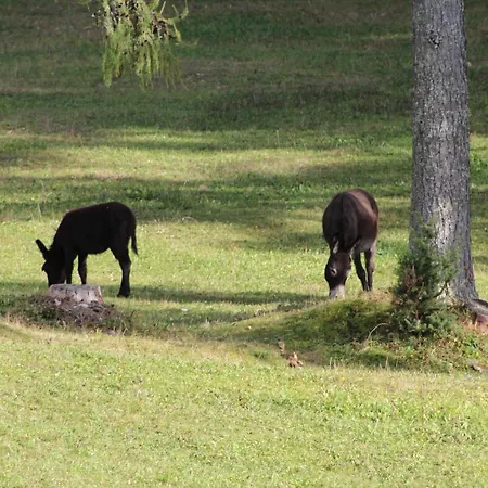 Planinska Hisica Pod Macesni - Bohinj Počitniška hiša *