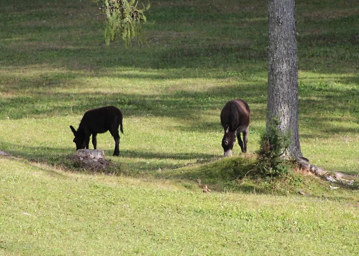 Planinska Hisica Pod Macesni - Bohinj Holiday home *
